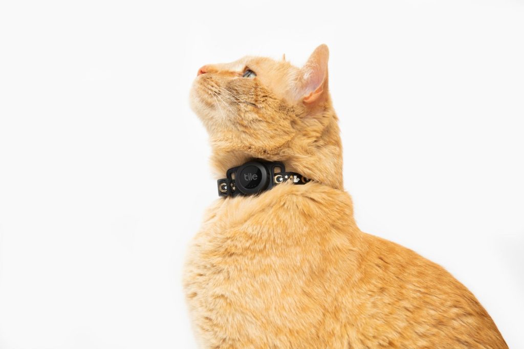 Katt med trackinghalsband