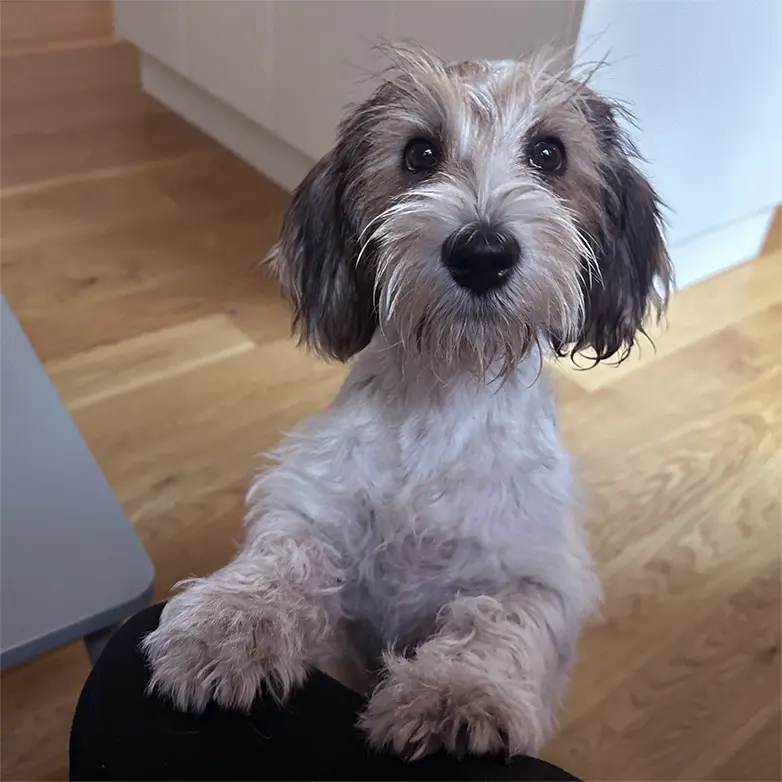 Byråhund